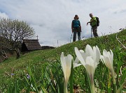 Spettacolo di fiori ai prati della Pigolotta di Valtorta-26 aprile 2025 - FOTOGALLERY